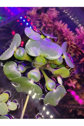 Eichhornia Crassipes Su Sümbülü M Boy Canlı Akvaryum Bitkisi - Adet 5-6 Yaprak