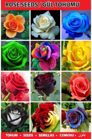 10 Adet Turuncu Beyaz Dahlia + 10 Adet Hediye Karışık Renk Gül Tohumu