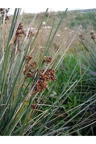 Juncus Acutus Keskin Uçlu Saz Fidanı 1-2 Yaş Arası Saksılı