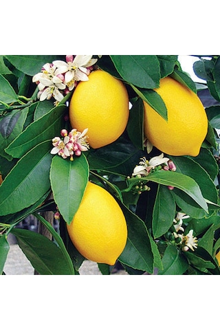 Yediveren Limon Fidanı