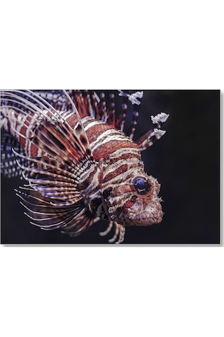 Cakasepetim Aslan Balığı Yakın Çekim Karanlık Arka Plan Ahşap Mdf Tablo
