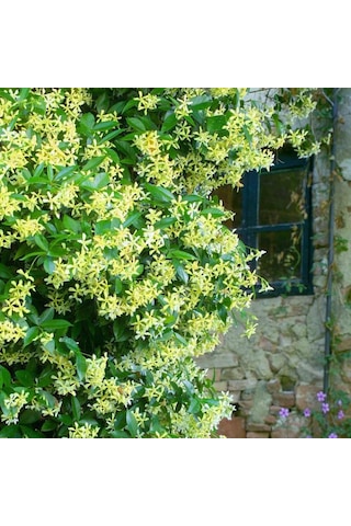 Sarı Çiçekli Sarmaşık Yasemin "star Of Toscane" 1-2 Yaş Arası