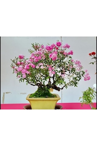 Pembe Gül Bonzai Ağacı Tohumu 5 Tohum + Tohum