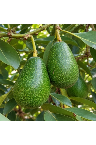 Avokado 24 Adet 250 Gr Üstü