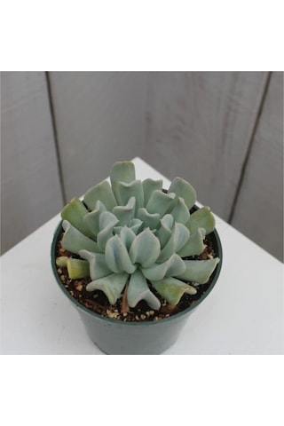 Echeveria Runyonii Topsy Turvy Sukulent Bitki