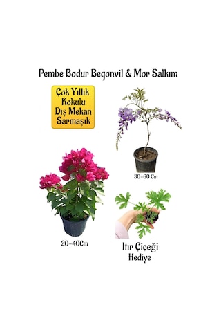 Pembe Bodur Begonvil+mor Salkım Ağacı Fidanı Itır Çiçeği Hediyeli Bahçe Peyzaj Seti