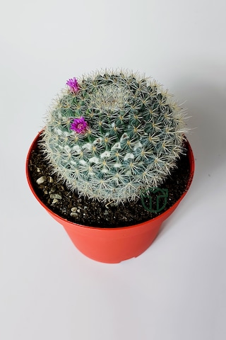 Yaşlı Kadın Kaktüsü Mammillaria Hahniana Kolay Bakım