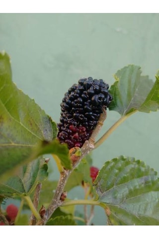 Videolu Ters Paraşüt Dut 90 110 Cm 1 Adet Tüplü Meyve Ağacı Mulberry Tree