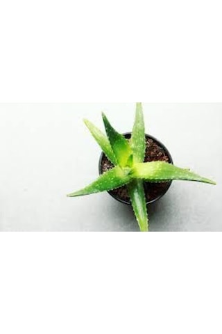 Nadir Bulunan Saksılık Aloevera Çiçeği 5 Adet Tohum