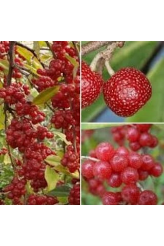 Güz Zeytini Eleagnus Umbellata Fidanı 150 -180 Cm Boyunda Meyve