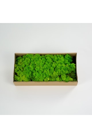 Trend Bahçe Reindeer Moss Spring Green Şoklanmış Norveç Yosunu 500 G