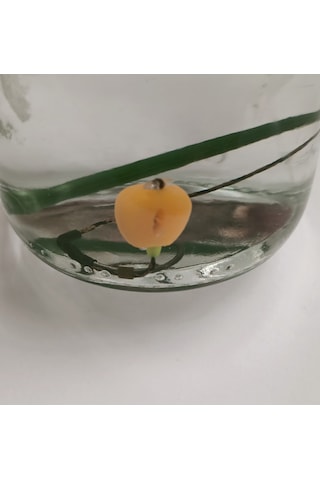 Gezer Inline Kurşun'lu Sazan Takımı Turuncu Esp Mısırlı