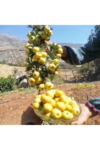 Tüplü Aşılı İri Meyveli Sarı Alıç Fidanı 60-100 Cm