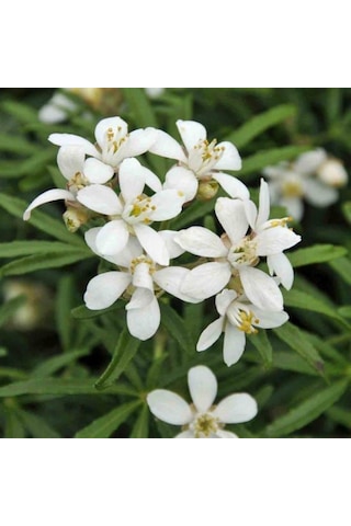 Meksika Portakal Çiçeği Beyaz 1-2 Yaş Arası Saksılı