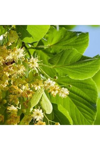 Hızlı Gelişen Soğuklara Dayanıklı Tilia Platyphyllos Avrupa Ihlamuru Fidanı Hızlı Gelişen Soğuklara Dayanıklı Tilia Platyphyllos Avrupa Ihlamuru Fidanı