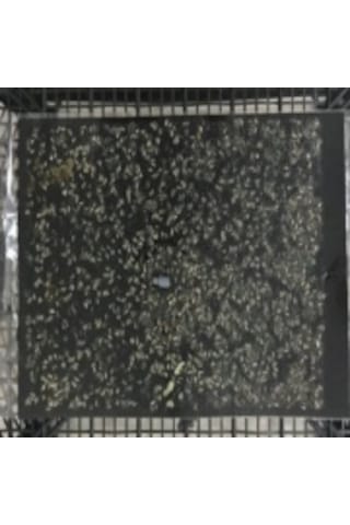 25 X 40 Cm Siyah Yapışkan Kart Tuzak