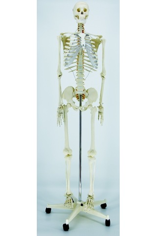 ECE İnsan İskeleti Modeli 180cm Tekerlekli Kaide