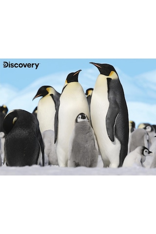 Prime 3d - Penguen Pelüş Ve Selfie 48 Parça Puzzle 15809