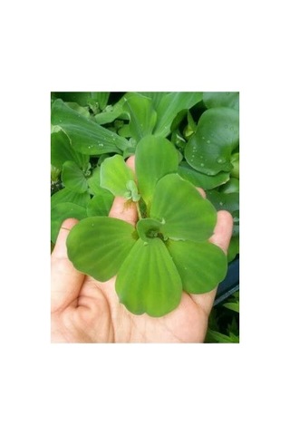 Su Marulu Su Üstü Bitkisi Suyu Filtreler, Temizler Pistia 1 Adet 7-10 Cm Akvaryum Bitkisi
