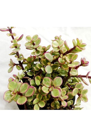 Portulacaria Afra Variegata - 20 Adet Sukulent - Teraryum Bi