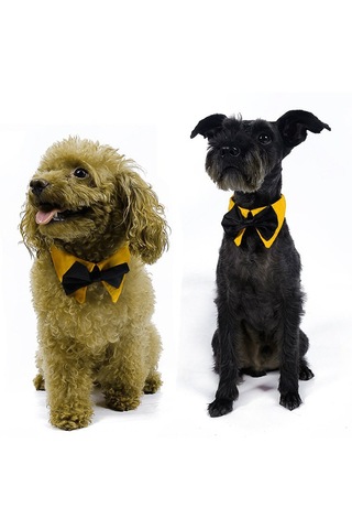 Homyl Ayarlanabilir Pet Köpek Tasması Köpekler Turuncu-s Turuncu