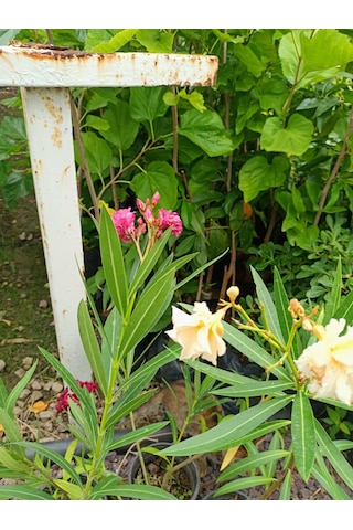 Yeşil Deniz Fidancılık Zakkum 40-90 CM