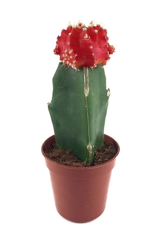 Gymnocalycium Mihanovichii 'Red' (Kaktüs) Ø5,5 CM Y0-10 CM