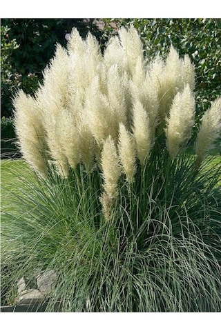 Beyaz Pampas Saz Çiçeği Fidanı 1 Adet Saksılı 60-80 Cm Bahçe Bitkisi Pampas