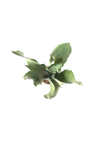 Sansevieria Trifasciata 'Moonshine' (Paşa Kılıcı) Ø8,5 CM H20-25 CM