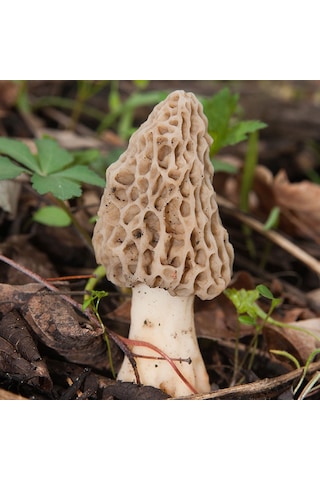 Kuzu Göbeği Mantarı Deneme Kiti Mantar Deneme Kiti 2 Adet