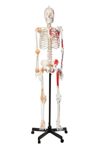 Gerçek Boyutlarında İnsan İskeleti Modeli - Sinir Ve Bağ Dokulu, 180 Cm - İskelet Maketi 01