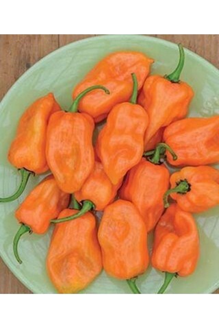 Nadir Ithal Çok Acı Habanero Biber Tohumu 5 Tohum Biber Tohumu