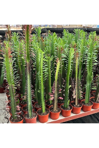 50 Cm Ve Üzeri Boyda Sınırlı Sayıda 10.5lik Saksıda, Euphorbia Trigona Red - Afrika Süt Ağacı Kaktüsü