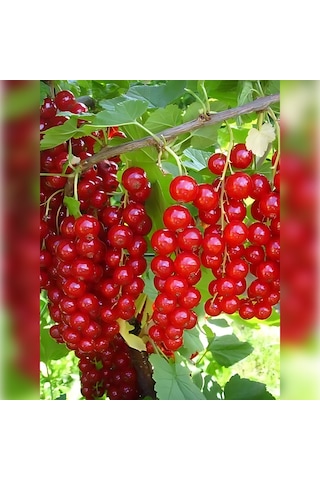 Radova Frenk Üzümü 30-50 Cm Tüplü
