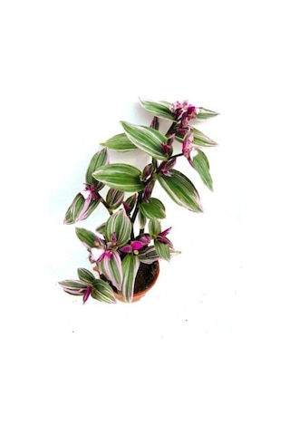 Pembe Telgraf Çiçeği Canlı Bitki Tradescantia Nanouk 15 Cm