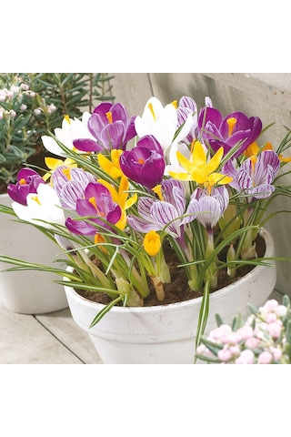 Mixed karışık Çiğdem Soğanı 5 Adet