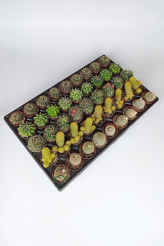 45 Adet Özel Tür Kaktüs 9 Arlı Set #2 Toptan 5.5 Cm Saksıda