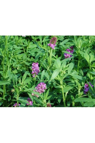 AGRodal Tarım Yonca Tohumu Elçi 3 KG Kaplanmış Tohum