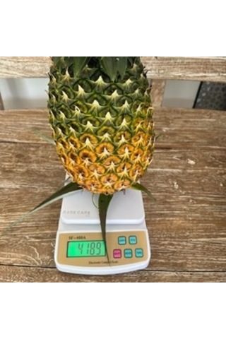 Giant Kew Dev Ananas Fidanı İri Meyveli Nadir Tropikal Koleksiyon Çeşidi Ananas Comosus Bzmfdncı0001677