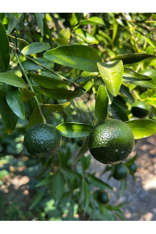 Lokmacı Ana Yeşil Bodrum Mandalinası Satsuma 1 KG
