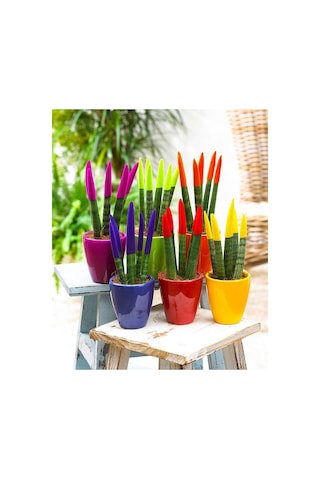 Renkli Paşa Kılıcı – Sansevieria Velvet