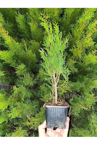 En Favori Dekorasyon Bitkisi Leylandi 10 Adet 15-25cm Tüplü Cupressus
