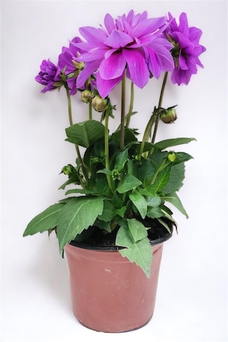 Yıldız Çiçeği Dahlia Mor