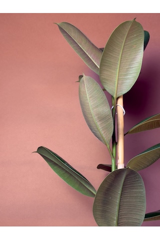 Kauçuk Ağacı Ficus Elastica 70-90 Cm Tekli Gövde Formu