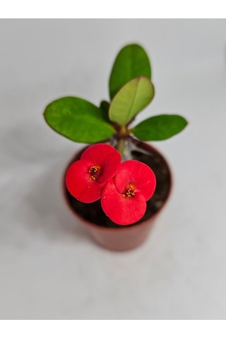 Videolu Milli Dikenler Tacı İri Kırmızı Çiçek Açan 5-7 Cm Saksılı Euphorbia