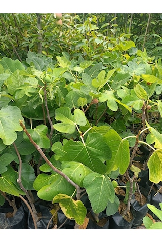 Yeşil Deniz Fidancılık Tüplü Bursa Karası İncir Fidanı 75-100 Cm