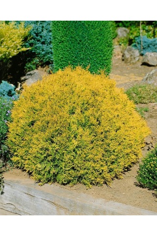 Bahçenize Estetik Ve Renk Katacak Raingold Mazı Fidanı 1-2 Yaş