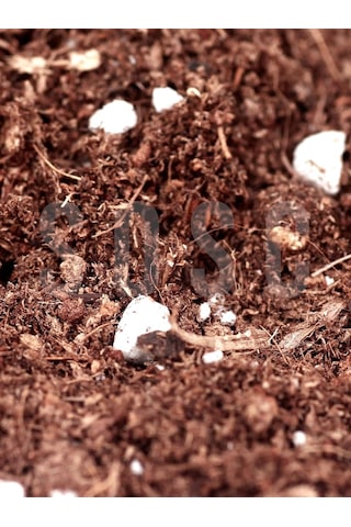Substrat Mix Ithal Torf Cocopeat Perlit Özel Karışım Saksı Harcı Çiçek Ve Bitki Toprağı 3 Lt Diğer