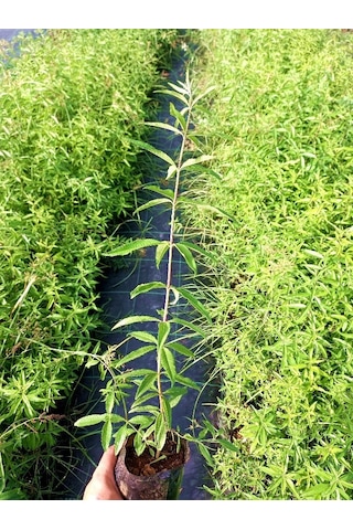 Limon Melisa Bitkisi 3 Adet - Melissa Officinalis