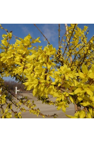 Tüplü Altın Çanı Altın Çanak forsythia İntermedia Fidanı
